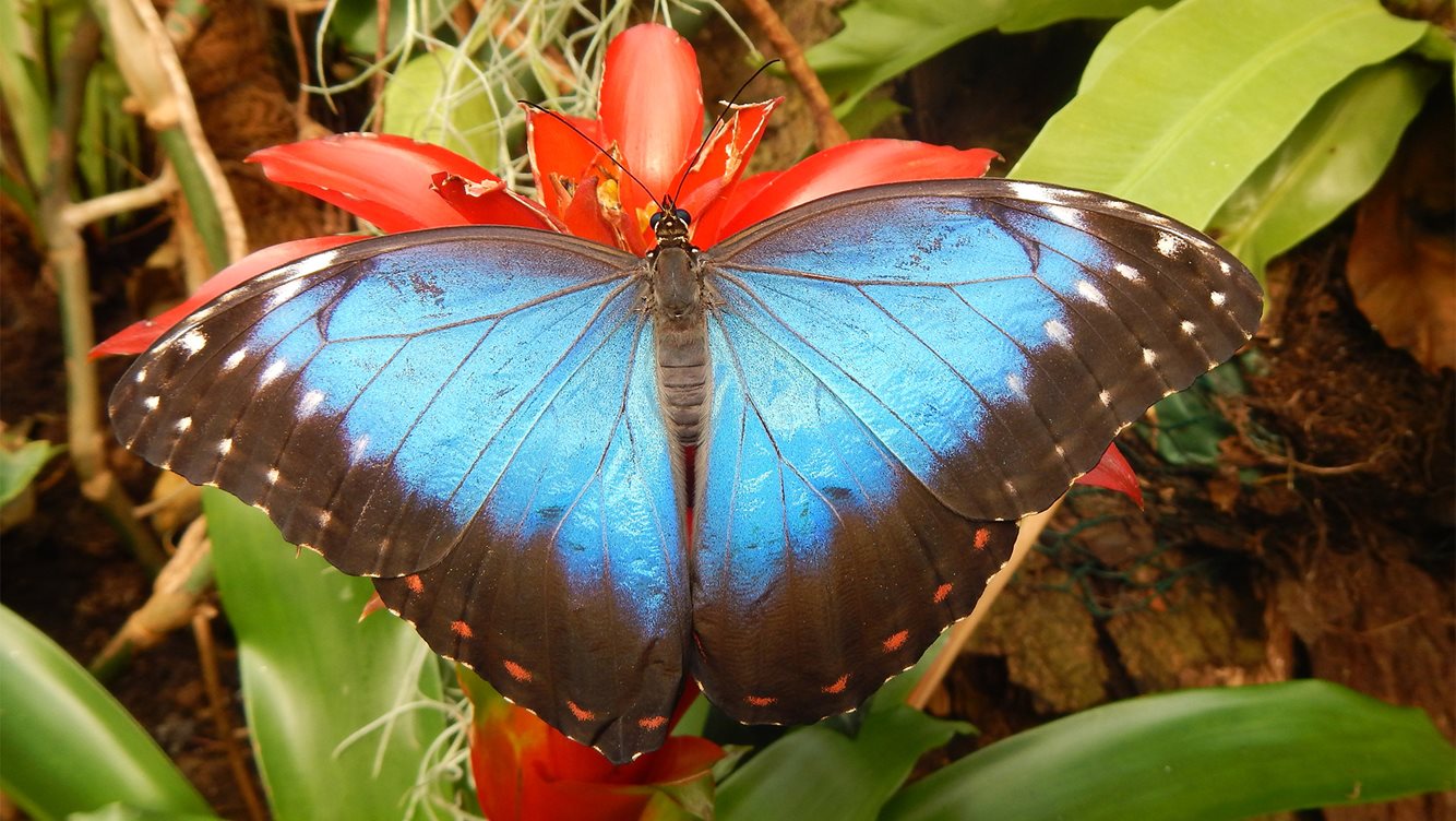 VlindersAanDeVliet 1